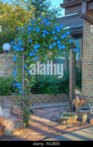 Blue morning glory flowers cover an arbor Stock Photo