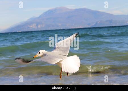 seagull flying over lake Garda in northern Italy Stock Photo
