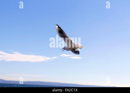 seagull flying over lake Garda in northern Italy Stock Photo