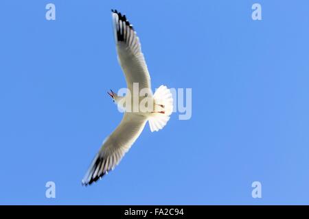 seagull flying over lake Garda in northern Italy Stock Photo