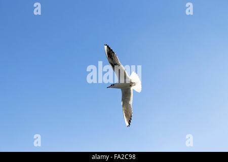 seagull flying over lake Garda in northern Italy Stock Photo