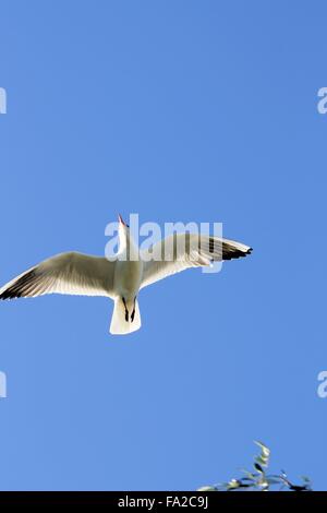seagull flying over lake Garda in northern Italy Stock Photo