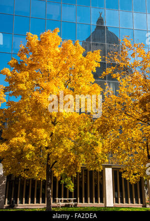 IDAHO STATE CAPITOL reflecting in the Hall of Mirrors bordered by Autumn Trees. Boise, Idaho, USA Stock Photo