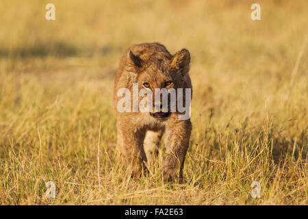 Lion (Panthera leo), cub, Savuti, Chobe National Park, Botswana Stock ...