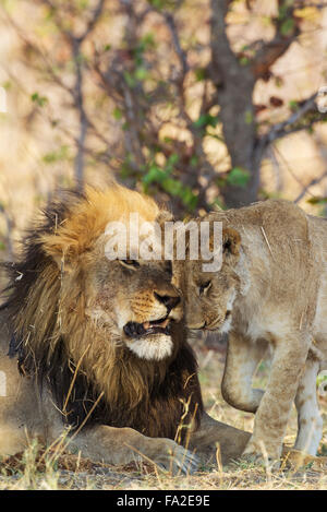 Lion (Panthera leo), greeting between male and subadult male cub, Savuti, Chobe National Park, Botswana