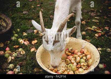 Adult white goat village with large horns. Stock Photo