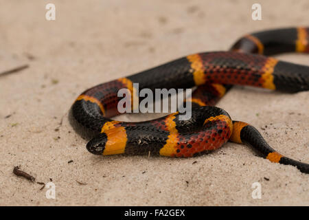 Closeup of an eastern coral snake - Micrurus fulvius Stock Photo