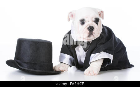 adorable english bulldog puppy wearing tuxedo on white background Stock Photo