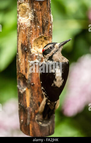 Male Hairy Woodpecker eating from a log suet feeder in Issaquah, Washington, USA Stock Photo