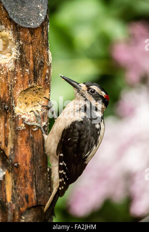 Male Hairy Woodpecker eating from a log suet feeder in Issaquah, Washington, USA Stock Photo