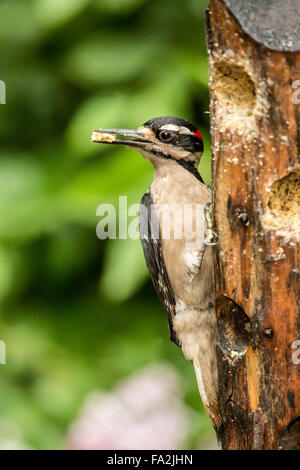 Male Hairy Woodpecker eating from a log suet feeder in Issaquah, Washington, USA Stock Photo