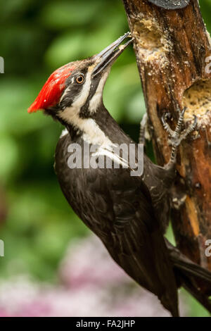 Female Pileated Woodpecker eating from a log suet feeder in Issaquah, Washington, USA Stock Photo