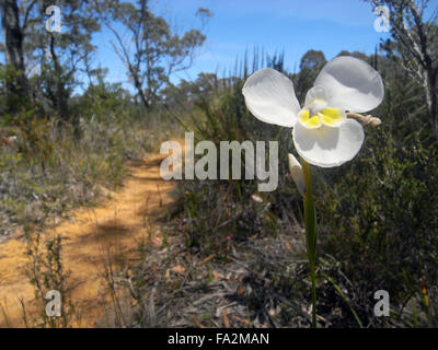 Native white iris (Diplarrena moraea) flowering beside Three Capes Track, Tasman Peninsula, Tasmania, Australia Stock Photo