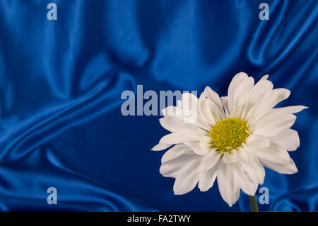 White Daisy On Blue Satin Background Stock Photo