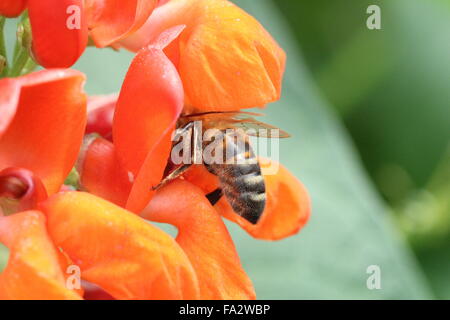 Honey bee collecting nectar Stock Photo