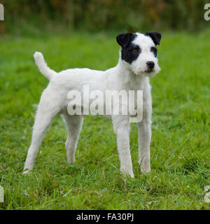 jack Russell terrier dog Stock Photo