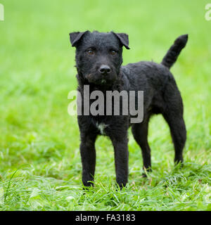 patterdale terrier Stock Photo