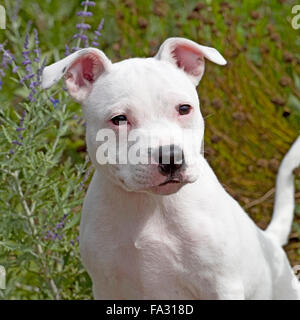 staffordshire bull terrier puppy Stock Photo