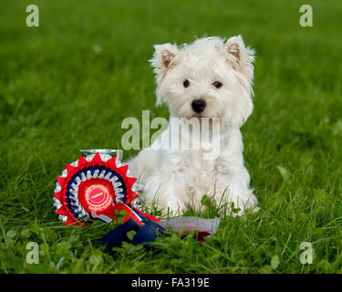 champion westhighland whire terrier at a small show Stock Photo