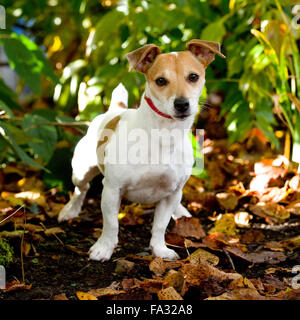 Docking jack russell puppy hot sale tails