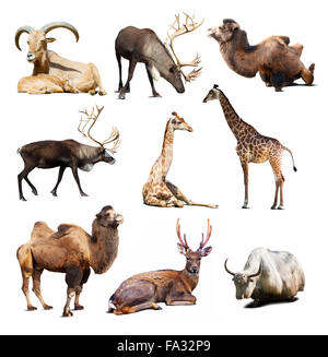 Set of Artiodactyla mammal animals. Nine different animals over white background with shadows Stock Photo