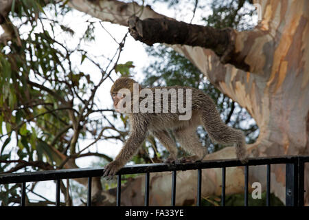 Barbary ape walking on a railing up on the rock Stock Photo