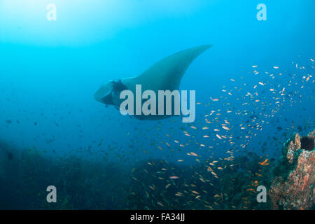 A giant oceanic manta ray at a cleaning station Stock Photo