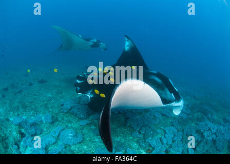 Two large manta rays swimming overhead Stock Photo - Alamy