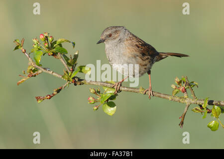 Dunnock (Prunella modularis) adult, perched in Wild Crabapple (Malus sylvestris) tree, West Yorkshire, UK, April Stock Photo
