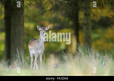 Shy young Fallow Deer / Damhirsch ( Dama dama ) stands at the edge of an autumnal colored mixed forest, looks alert. Stock Photo