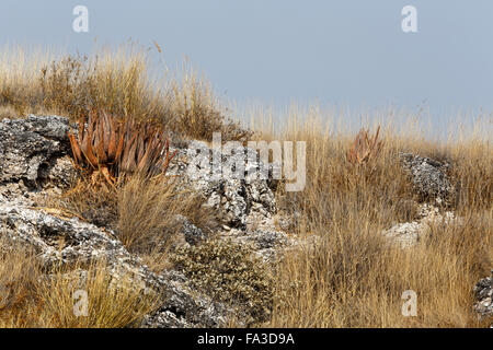 flowering wild aloe (aloe asperifolia) in the Etosha, Namibia Stock Photo