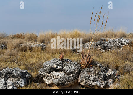 flowering wild aloe (aloe asperifolia) in the Etosha, Namibia Stock Photo