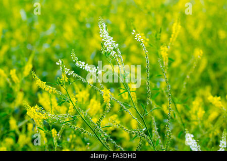 Thickets high yellow and white flowers on a background of blurred yellow flowers. Small depth of field Stock Photo