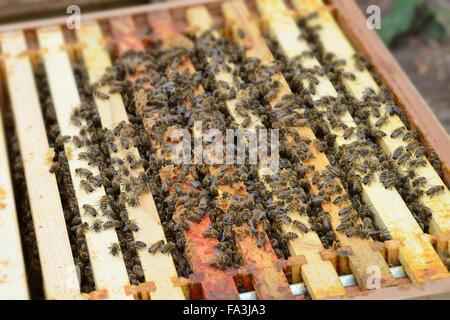 Bees crawling over the top of the frames whilst a bee hive is opened up for inspection Stock Photo