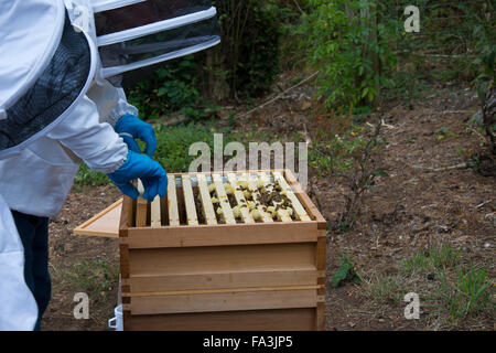 A man handling a frame in an open beehive with honeybees collecting on top of the frames Stock Photo