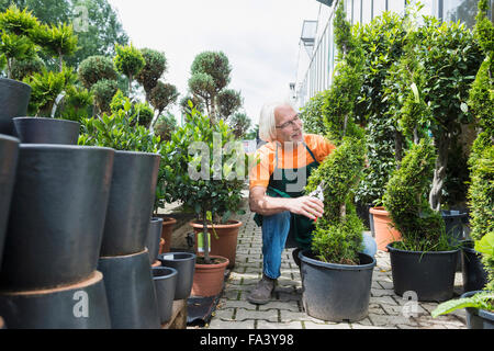 Male gardener pruning a plant in greenhouse, Augsburg, Bavaria, Germany Stock Photo