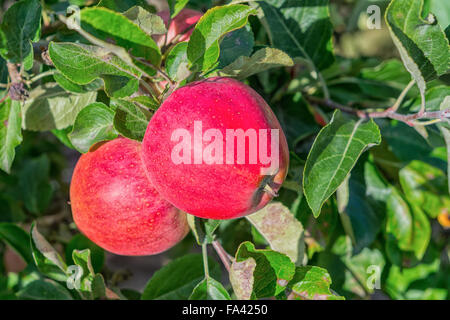 Beautiful red apples on a tree Stock Photo