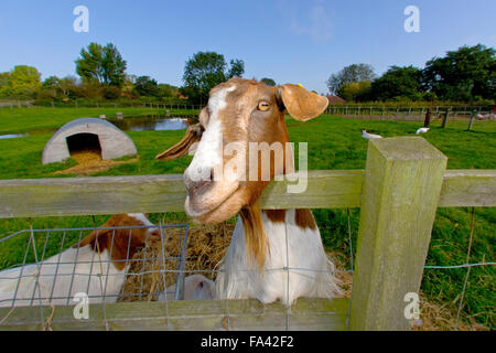 Boer Goat resting its head on a fence waiting for feeding time Stock Photo