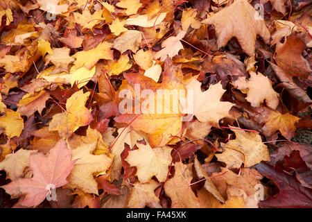 Fallen golden Autumn leaves from a Norway Maple (Acer platanoides) Tree. Stock Photo