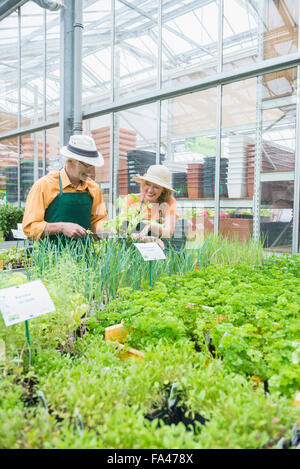 Two gardeners working in greenhouse, Augsburg, Bavaria, Germany Stock Photo