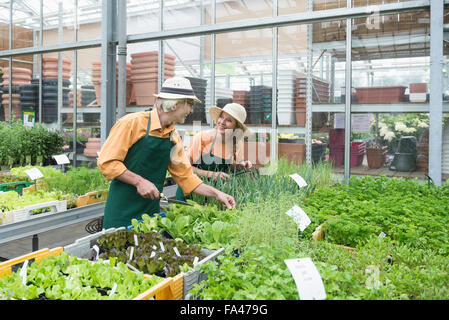 Two gardeners working in greenhouse, Augsburg, Bavaria, Germany Stock Photo