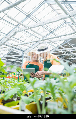 Two gardeners using digital tablet inspecting plants in greenhouse, Augsburg, Bavaria, Germany Stock Photo