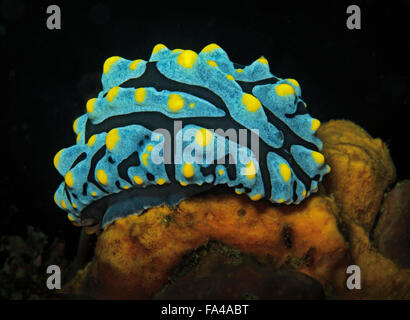 Nudibranch, Phyllidia varicosa, on sponge in Tulamben, Bali, Indonesia Stock Photo