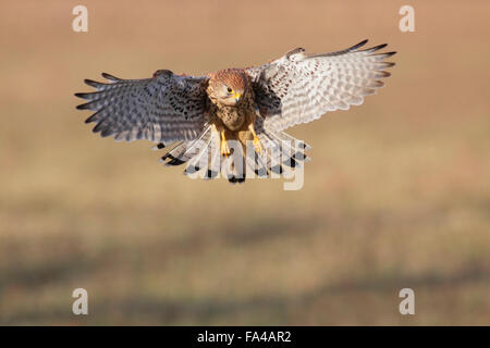 Common Kestrel (Falco tinnunculus) adult female, coming in to land, Yorkshire, UK, December Stock Photo