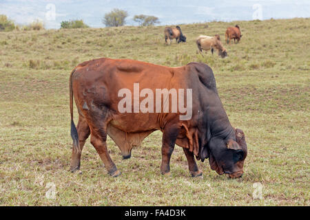 Boran cattle bull grazing with three others in the background at Soysambu Conservancy in Kenya Stock Photo