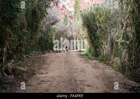 A woman herds her sheep along a dirt road between towns in in Luribay, Bolivia, South America Stock Photo