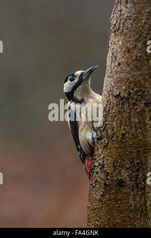 Great Spotted Woodpecker Feeding on tree Stock Photo