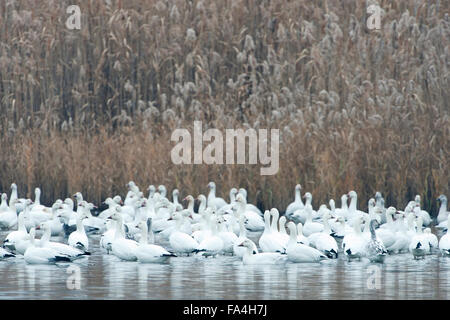 Snow geese flock in autumn salt marsh Stock Photo