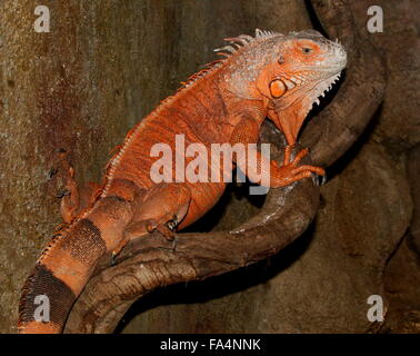 South and Central America Green Iguana (Iguana iguana), orange coloured variety