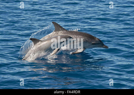 Atlantic Spotted Dolphin (Stenella frontalis), mother & calf porpoising, Azores, Atlantic Ocean. Stock Photo